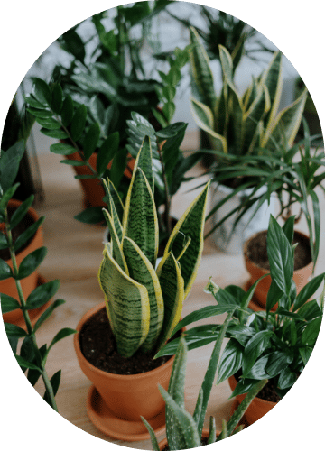 Parlor Palm