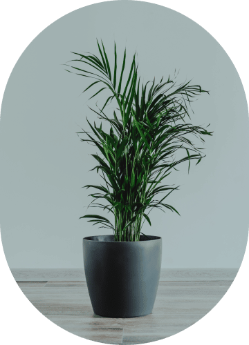 Parlor Palm