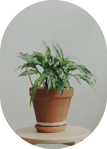 Pathos Plant