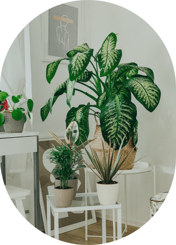 Parlor Palm